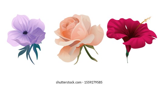 Violet Anemone. Pink Rose. Red Hibiscus. Vector illustration. Isolated illustration element. Floral botanical flower. Wild leaf wildflower isolated. Exotic tropical hawaiian jungle.