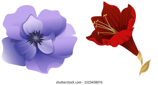 Violet Anemone. Purple Amaryllis. Vector illustration. Isolated illustration element. Floral botanical flower. Wild leaf wildflower isolated. Exotic tropical hawaiian jungle.