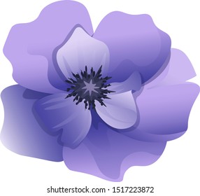 Violet Anemone. Vector illustration. Isolated illustration element. Floral botanical flower. Wild leaf wildflower isolated. Exotic tropical hawaiian jungle.