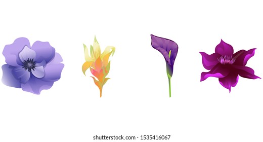 Violet Anemone. Yellow Guzmania. Purple Calla. Purple Clematis. Vector illustration. Isolated illustration element. Floral botanical flower. Wild leaf wildflower isolated. Exotic tropical hawaiian.