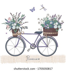 Violet bicycle with lavender flowers bouquet in basket. Retro bicycle with flower boxes. Provence style, France, Europe. Vintage vector illustration. Isolated objects on white background.