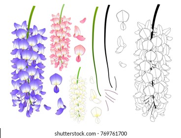 Violet Blue Pink and White Wisteria Outline. Vector Illustration. isolated on White Background.