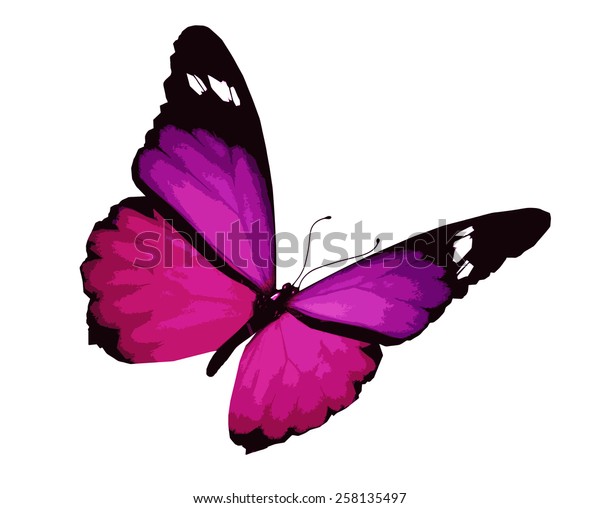 Violet Butterfly Isolated On White Stock Vector (royalty Free) 258135497