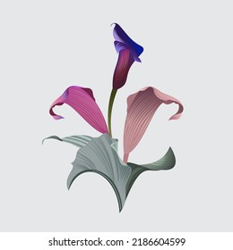 Violet callas with pale green leaves