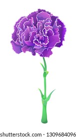 Violet carnation isolated on white background. Beautiful vector flower.