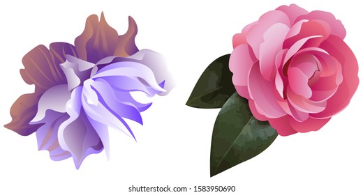 Violet Clematis. Pink Balsam. Vector illustration. Isolated illustration element. Floral botanical flower. Wild leaf wildflower isolated. Exotic tropical hawaiian jungle.
