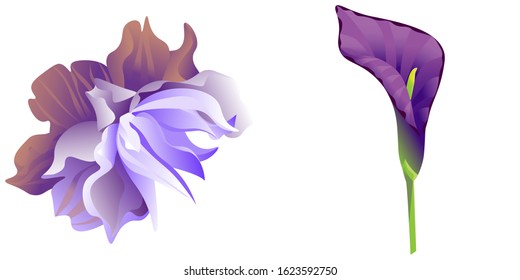 Violet Clematis. Purple Calla. Vector illustration. Isolated illustration element. Floral botanical flower. Wild leaf wildflower isolated. Exotic tropical hawaiian jungle.