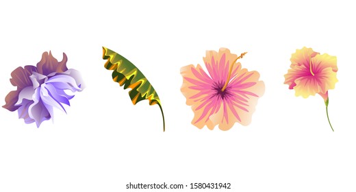 Violet Clematis. Yellow Banana Leaf. Pink Hibiscus. Yellow Hibiscus. Vector illustration. Isolated illustration element. Floral botanical flower. Wild leaf wildflower isolated. Exotic tropical.