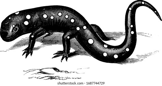 Violet colored salamander is living under rock, vintage line drawing or engraving illustration.