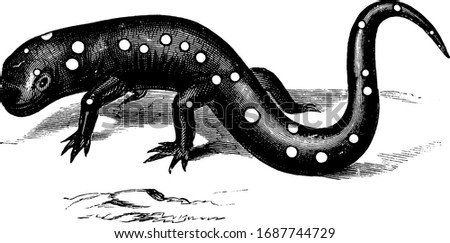 Violet colored salamander is living under rock, vintage line drawing or engraving illustration.