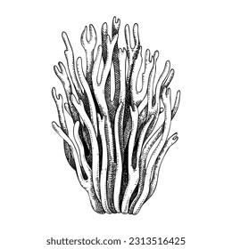 Violet coral mushroom sketch. Magic fungus illustration in vintage style. Hand-drawn forest plant. Magenta coral mushroom drawing isolated on white background.