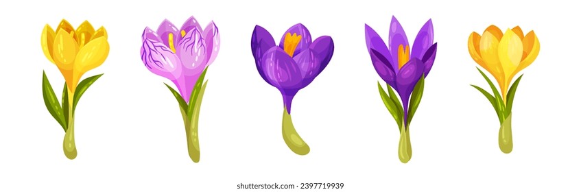 Violet Crocus Flowers with Leaf and Stem Vector Set