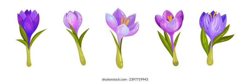 Violet Crocus Flowers with Leaf and Stem Vector Set