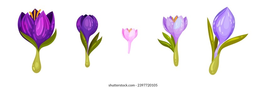 Violet Crocus Flowers with Leaf and Stem Vector Set
