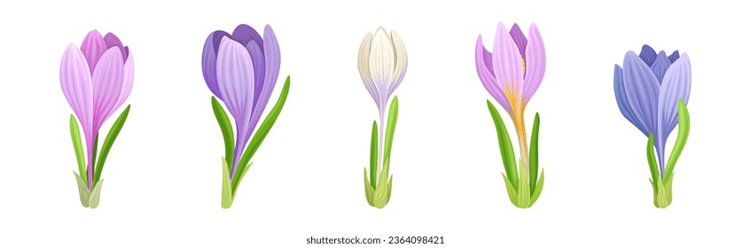 Violet Crocus Flowers with Petal and Green Leaves on Stem Vector Set