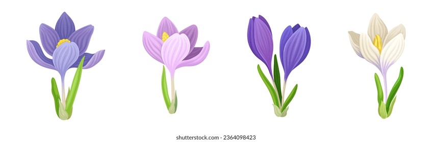 Violet Crocus Flowers with Petal and Green Leaves on Stem Vector Set