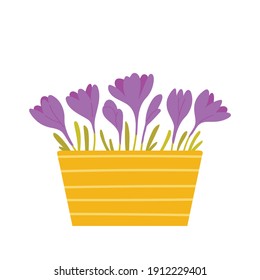 Violet crocus flowers in a pot. Beautiful spring potted flowers isolated on white background. Vector illustration in flat style