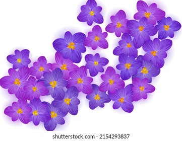 Violett Krokus Frühling Blumen Vektorgrafik. Safron Blumen violetten Crocus Blüte Frühlingsvektor. Sommerhintergrund Safran-Blumengrafik. Religiöse Feiertagsbanner-Hintergrund.