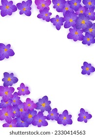 Violet crocus spring flowers vector illustration. Saffron flowers purple crocus blossom spring vector. Summer background saffron floral illustration. Easter religious holiday banner backdrop.