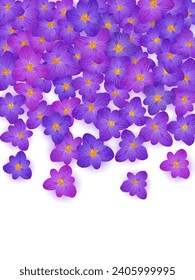 Violet crocus spring flowers vector illustration. Saffron flowers purple crocus blossom spring vector. Summer background saffron floral illustration. Easter religious holiday banner backdrop.
