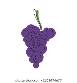 Violet dark grape bunch with black line isolated on white background. Hand drawn vector doodle illustration in flat cartoon childish abstract style. Concept of wine, plantation, juice, vitamin, health