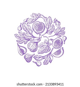 Violet figs in circle. Vector engraving. Vintage branch, texture fruit, leaves on white background. Organic exotic fruit. Summer vitamin food