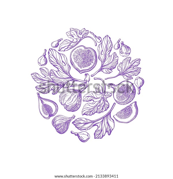 Violet figs in circle. Vector engraving. Vintage\
branch, texture fruit, leaves on white background. Organic exotic\
fruit. Summer vitamin\
food