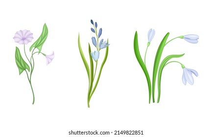Violet Flower or Blossom on Leafy Stalk or Stem Vector Illustration Set