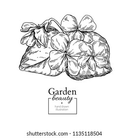 Violet flower bouquet drawing. Vector hand drawn engraved floral set. Viola black ink sketch. Wild botanical garden bloom.  Great for tea packaging, label, icon, greeting cards, decor