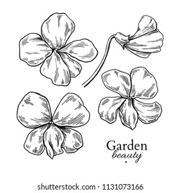 Violet Flower Drawing. Vector Hand Drawn Engraved Floral Set. Viola Black Ink Sketch. Wild Botanical Garden Bloom.  Great For Tea Packaging, Label, Icon, Greeting Cards, Decor