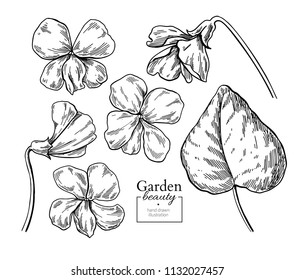 Violet flower drawing. Vector hand drawn engraved floral set. Viola black ink sketch. Wild botanical garden bloom.  Great for tea packaging, label, icon, greeting cards, decor