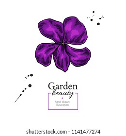 Violet flower drawing. Vector hand drawn  floral object. Viola sketch. Wild botanical garden bloom.  Great for decor, label, icon, greeting cards, 