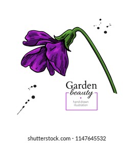 Violet flower drawing. Vector hand drawn  floral object. Viola sketch. Wild botanical garden bloom.  Great for decor, label, icon, greeting cards,