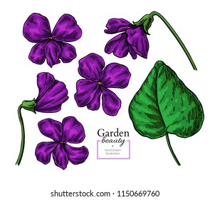 Violet flower drawing. Vector hand drawn floral set. Viola  sketch. Wild botanical garden bloom. Great for tea packaging, label, icon, greeting cards, decor