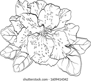  Violet flower drawn by lines. Vector illustration of African violet flower on a white background.