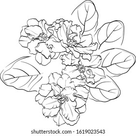 Violet flower drawn by lines. Vector illustration of African violet flower on a white background.