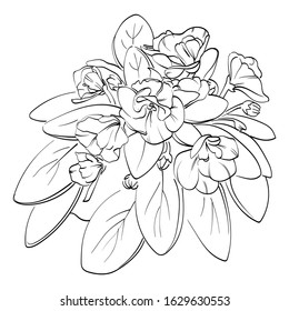 Violet Flower Drawn By Lines. Vector Illustration Of African Violet Flower On A White Background.