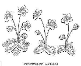 Violet Flower Graphic Black White Isolated Sketch Illustration Vector