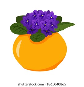 Violet flower growing in pot isolated on white background