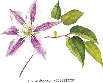 Violet Flower isolated white background watercolor illustration vector botanical painting, clematis flowers Flora greeting card
