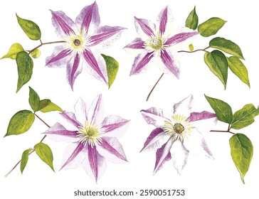 Violet Flower isolated white background watercolor illustration vector botanical painting, clematis flowers Flora greeting card
