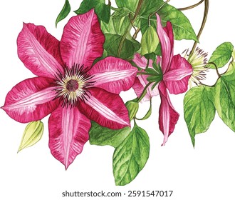 Violet Flower isolated white background watercolor illustration vector botanical painting, clematis flowers Flora greeting card
