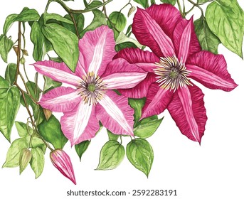 Violet Flower isolated white background watercolor illustration vector botanical painting, clematis flowers Flora greeting card
