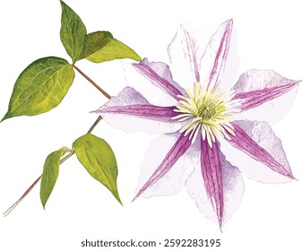 Violet Flower isolated white background watercolor illustration vector botanical painting, clematis flowers Flora greeting card
