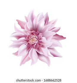 Violet flower on a white background isolated with clipping path. Soft tender Dahlia closeup. Macro big shaggy flower for graphic design. Vector.