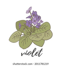 Flor violeta sobre fondo blanco.