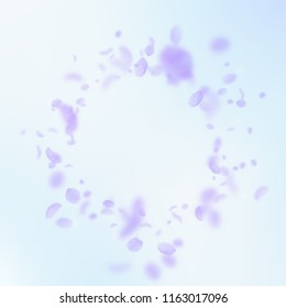 Violet flower petals falling down. Nice romantic flowers vignette. Flying petal on blue sky square background. Love, romance concept. Curious wedding invitation.