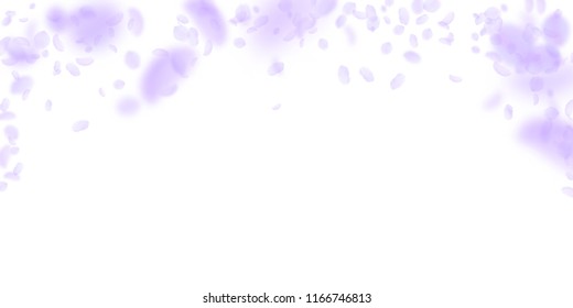 Violet flower petals falling down. Alluring romantic flowers falling rain. Flying petal on white wide background. Love, romance concept. Delightful wedding invitation.