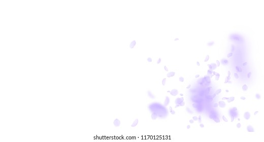 Violet flower petals falling down. Sublime romantic flowers explosion. Flying petal on white wide background. Love, romance concept. Decent wedding invitation.
