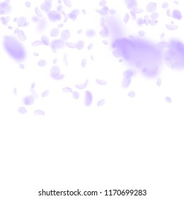 Violet flower petals falling down. Remarkable romantic flowers gradient. Flying petal on white square background. Love, romance concept. Bizarre wedding invitation.
